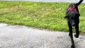 Illustration : Un homme va à la rencontre d’un chien portant un harnais dans un parc et découvre qu’il n’appartient à personne (vidéo)
