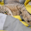 Illustration : 9 signes qui prouvent qu’un chat n’est pas réellement épanoui et heureux