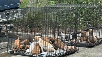 Illustration : Livrés à eux-mêmes, 16 chiots entassés dans des cages devant une épicerie trouvent enfin de l'aide