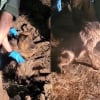 Illustration : Des habitants suspicieux appellent les secours apr&egrave;s avoir d&eacute;couvert un chien enterr&eacute; vivant (vid&eacute;o) 