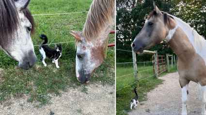 Illustration : Débarqué par hasard au milieu d’un enclos, ce chaton affamé devient meilleur ami avec des anciens Mustangs sauvages qui n'avaient jamais vu un chat de leur vie (vidéo)