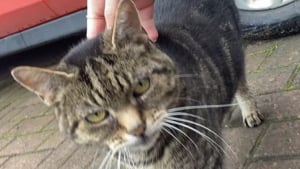 Illustration : Une policière jugée pour avoir “volé” le chat de sa voisine se justifie en affirmant avoir voulu le sauver