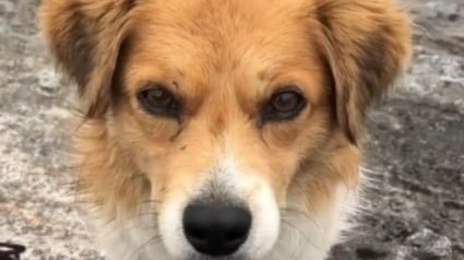 Illustration : Perdu dans les montagnes du Pérou, un randonneur croise un chien et décide de lui accorder sa confiance pour retrouver son chemin