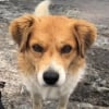 Illustration : Perdu dans les montagnes du Pérou, un randonneur croise un chien et décide de lui accorder sa confiance pour retrouver son chemin