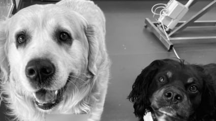 Illustration : 2 chiens tentent de se reconstruire avec l'aide d'une association après que leur maître a tenté de mettre fin à leurs jours, car il voulait "partir avec eux"