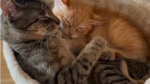 Illustration : "Ce chaton croit dormir avec sa sœur, mais au réveil, il découvre une drôle d’amie à ses côtés (vidéo)"