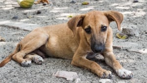 Illustration : Une championne de tennis sauve un chien découvert blessé sur la route et lui promet une vie heureuse à ses côtés