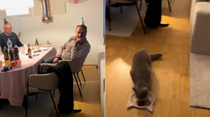 Illustration : Elle craint de ne pas être prise au sérieux en conviant ses proches à l'anniversaire de son chat mais leur réponse l'émeut et amuse (vidéo)