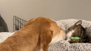 Illustration : "Un chien lèche vigoureusement son ami chat pour lui dire bonne nuit et comprend finalement qu’il y a des limites à respecter (vidéo)"