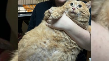 Illustration : Le long et difficile voyage vers la santé d'un chat découvert au sous-sol d'un hôpital alors qu'il pesait 17 kg