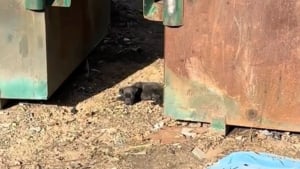 Illustration : "Un très jeune chiot retrouvé entre deux bacs à ordures sort de son cauchemar et s’apprête à vivre une vie épanouie et sereine (vidéo)"