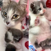 Illustration : Découverte dans un immeuble abandonné, cette jeune maman chat est désormais en sécurité pour pouponner