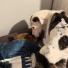Illustration : Une chienne récemment adoptée, trouve réconfort et amour dans les bras de son nouveau frère canin (vidéo)