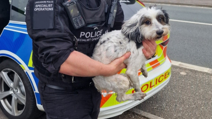 Illustration : Un chien échappé crée une situation de panique sur l’autoroute, la police le sauve en urgence