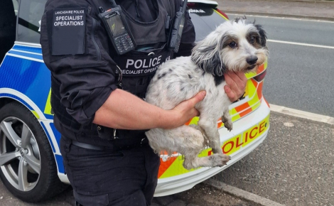 Un chien échappé crée une situation de panique sur l’autoroute, la police le sauve en urgence