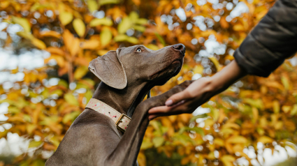 Illustration : 9 façons de dire à vos chiens que vous les aimez dans leur propre langue