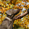 Illustration : 9 façons de dire à vos chiens que vous les aimez dans leur propre langue