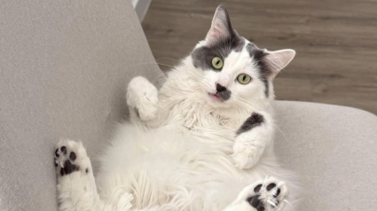 Illustration : 15 chats de refuge qui savent parfaitement user de leur charme