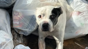 Illustration : En ouvrant une benne à ordures, des agents de police découvre un Pitbull apeuré atteint d’une tumeur sur le flanc 