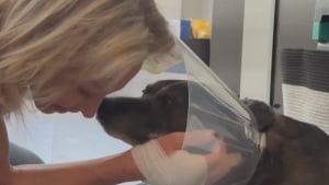 Illustration : Une chienne attaquée par un alligator doit son salut à l'intervention héroïque de sa maîtresse