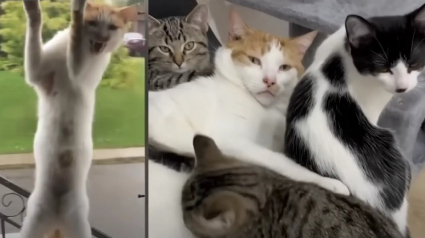 Illustration : Un chat déterminé à en finir avec l'errance grimpe à la fenêtre de l'adoptante qu'il a choisie et devient papa de substitution pour ses jeunes congénères