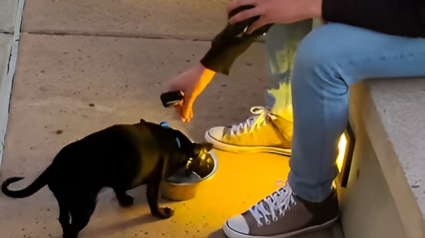 Illustration : Promis à l’euthanasie en raison de son agressivité, ce petit chien retrouve l’espoir d’un avenir meilleur grâce à son papa d’accueil (vidéo)