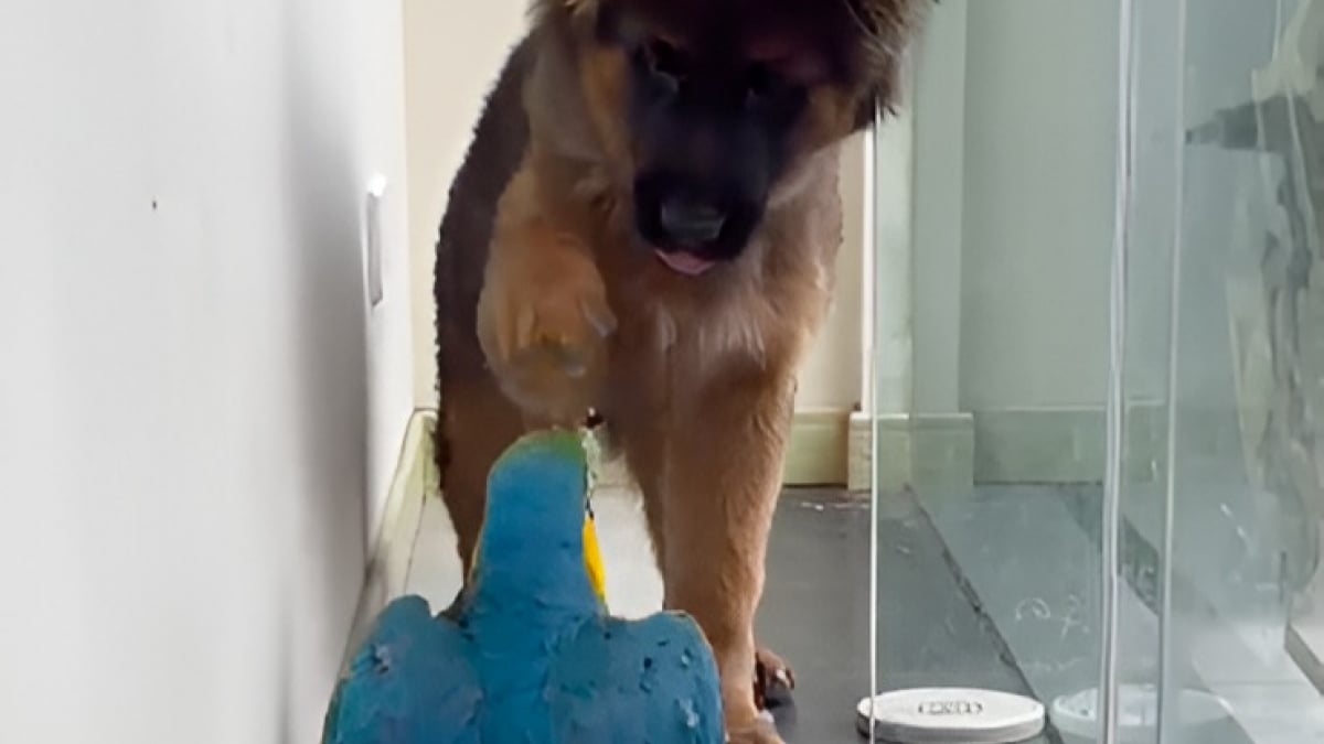 Illustration : "Un adorable chiot Berger Allemand fait la rencontre d’un Ara bleu et ça ne se passe pas comme prévu… (vidéo)"