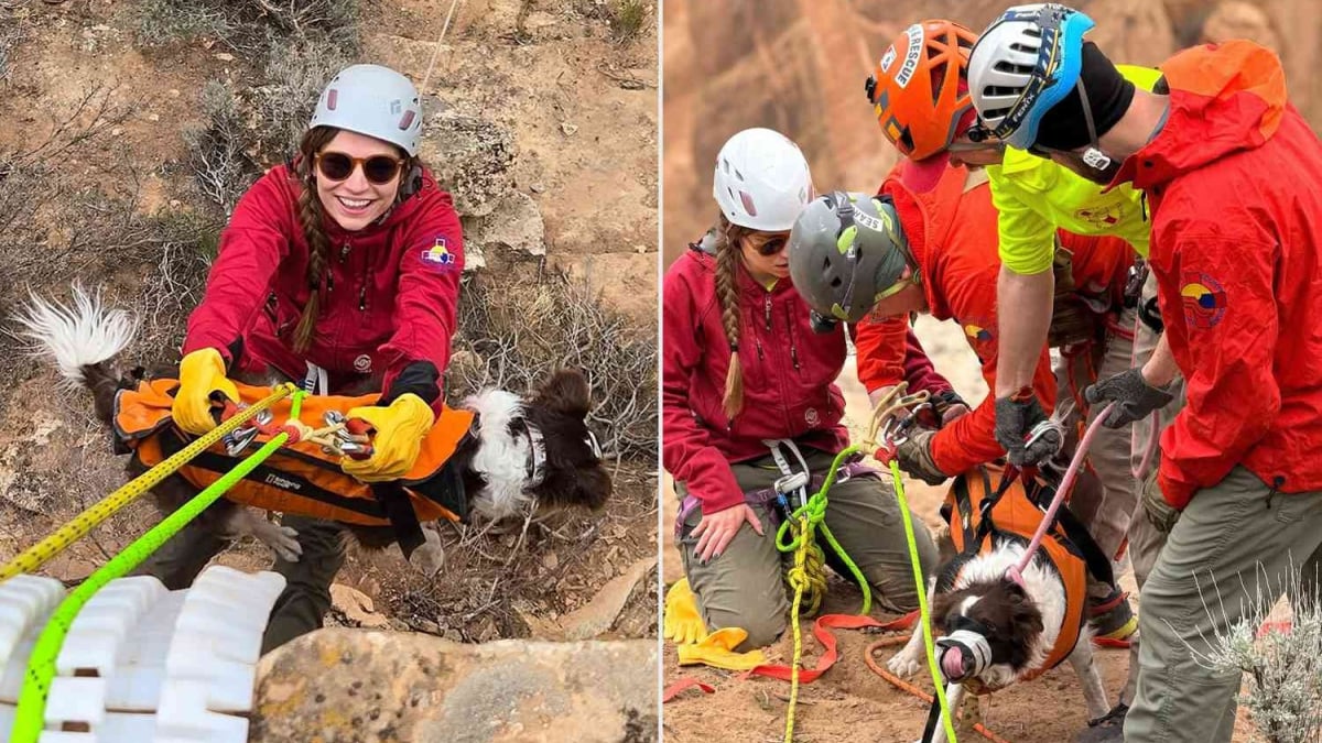 Illustration : "Tombée au fond d’un canyon de 30 mètres, cette chienne est retrouvée vivante (vidéo)"