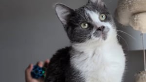 Illustration : Après une visite chez le vétérinaire, ils comprennent pourquoi leur chaton intrépide semblait n’avoir peur de rien