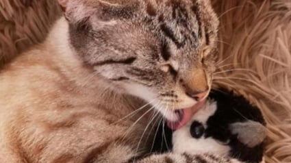 Illustration : Une propriétaire se questionne quant à la disparition de sa chatte, retrouvée à 6 heures de route de chez elle dans un entrepôt 
