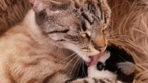 Illustration : Une propriétaire se questionne quant à la disparition de sa chatte, retrouvée à 6 heures de route de chez elle dans un entrepôt 