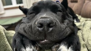 Illustration : 20 photos de chiens qui n'ont pas peur du ridicule et restent attendrissants