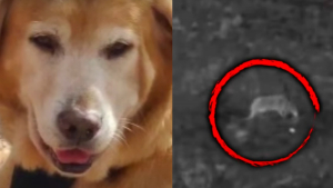 Illustration : Le propriétaire désespéré d'un chien disparu lors d'une tornade place ses ultimes espoirs entre les mains d'un télépilote de drone