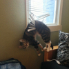 Illustration : 20 photo hilarantes de chats résignés qui ont décidé d’accepter leur destin