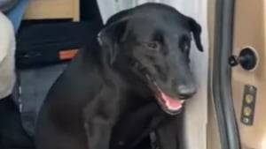 Illustration : Un couple fait monter à bord de son van une chienne errante attaquée par 4 mâles, et décide de lui offrir la sécurité pour le reste de son existence (vidéo)