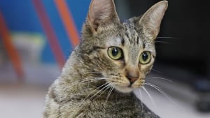 Illustration : Soudainement paralysée, cette petite chatte abandonnée par sa famille attend de trouver sa famille pour la vie
