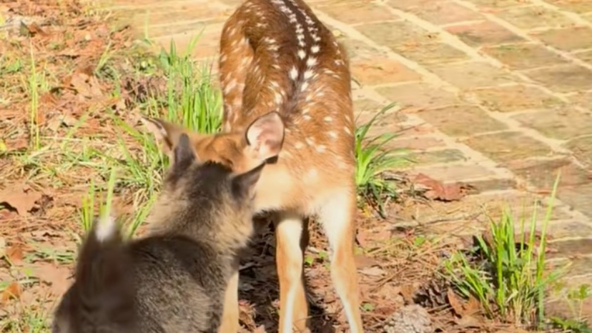 Illustration : "Un chat et un faon se lient d’amitié dans une ferme où tous les animaux vivent en harmonie (vidéo)"