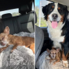 Illustration : Après des années à vivre dans un élevage intensif puis chez une propriétaire dépassée par ses animaux, cette Chihuahua de 12 ans découvre les joies d’une vie en famille (vidéo)