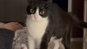 Illustration : Cette chatte a décidé qu’il était temps pour son propriétaire de se réveiller et ne compte pas le lâcher (vidéo) 