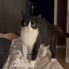 Illustration : Cette chatte a décidé qu’il était temps pour son propriétaire de se réveiller et ne compte pas le lâcher (vidéo) 