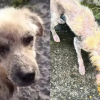 Illustration : L'émouvante transformation d'un chien errant qui n'avait presque plus de fourrure et n'espérait plus grand chose de la vie