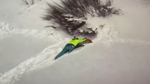 Illustration : Des sauveteurs aguerris utilisent une technique improbable, mais efficace, pour retrouver un chien perdu en montagne 
