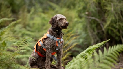 Illustration : Un chien au flair incomparable repère un reptile dont l’espèce avait disparu depuis 50 ans