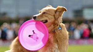 Illustration : 15 races de chiens qui nous font craquer malgré leur tendance à faire des bêtises