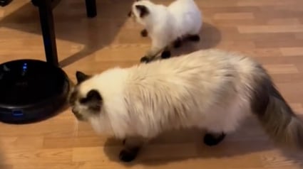 Illustration : Ce chat Ragdoll a trouvé un moyen original et amusant de se déplacer dans sa maison (vidéo)
