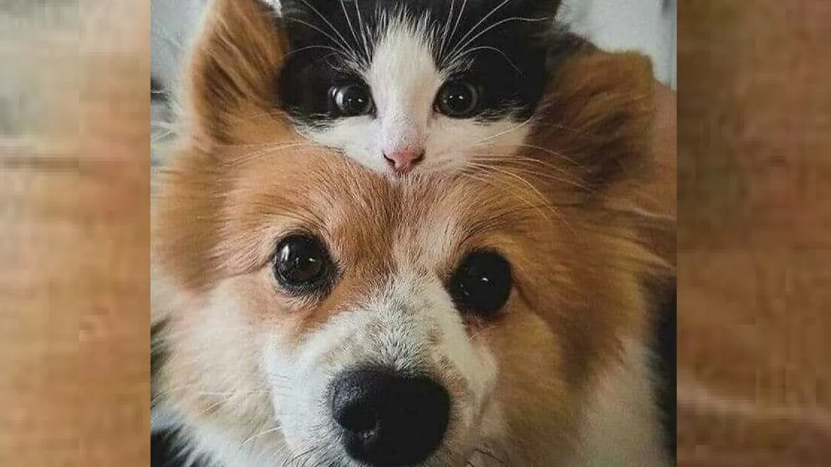 Illustration : "17 photos de chiens et de chats qui vous aideront instantanément à faire le plein d'énergie positive"