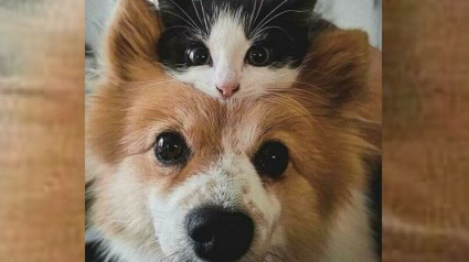 Illustration : 17 photos de chiens et de chats qui vous aideront instantanément à faire le plein d'énergie positive