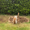 Illustration : L'attitude poignante d'un chat endeuillé qui a passé les derniers jours de sa vie à se recueillir sur la tombe de son ami chien (vidéo)