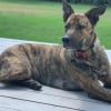 Illustration : Constatant l’évolution physique incroyable de son chien sauvé il y a 6 ans, un couple entreprend de faire un test ADN