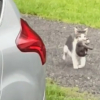 Illustration : Épuisée mais déterminée, une chatte errante traverse le jardin pour offrir ses bébés à une femme qu’elle a choisie (vidéo)